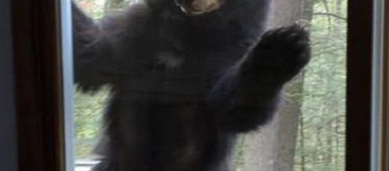 Αρκούδα θέλει οπωσδήποτε να δοκιμάσει brownies από τη... γειτόνισσά της (φωτό)